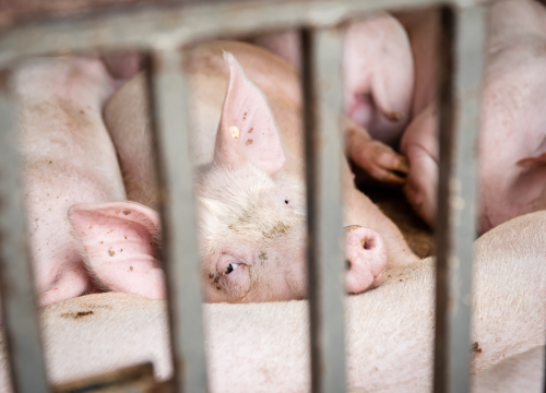 Fotografija 43 - Bili smo na Benkovačkom sajmu: Najtraženija 'roba' su CD-evi Thompsona i Bulića, a za prasetinu se čeka red