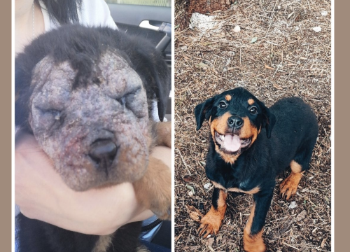 Gizi jača od zlih ljudi koji su je odbacili: Ovako danas izgleda nekoć bolesna kujica iz Knina