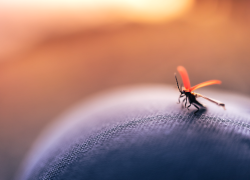 U Rogoznici zaprašivanje komaraca