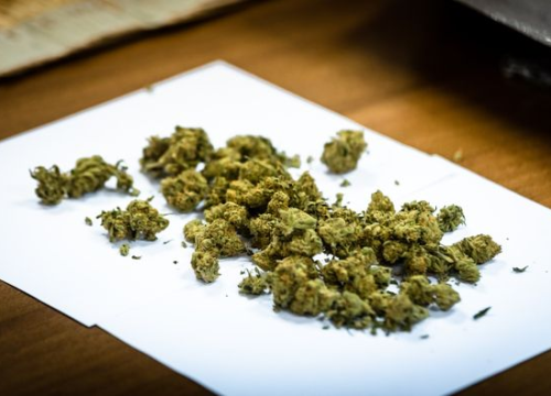 Fotografija 9 - Pao vodički diler: U kući mu našli laboratorij, 500 kg stabljika kanabisa i 16 kg zapakirane marihuane