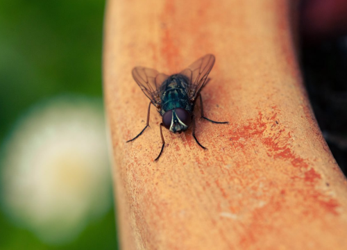 Brzo, jednostavno i jeftino spriječite muhe da ulaze u domove