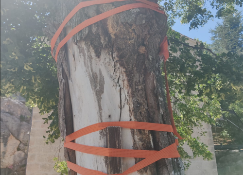 Kninska tvrđava zbog napuklog stabla zatvorena do petka