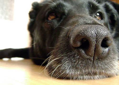 Puštate li psa da njuši stražnjicu drugog psa? Evo zašto biste trebali