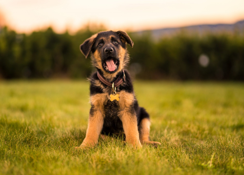 Najčešći problemi kućnih ljubimaca ljeti