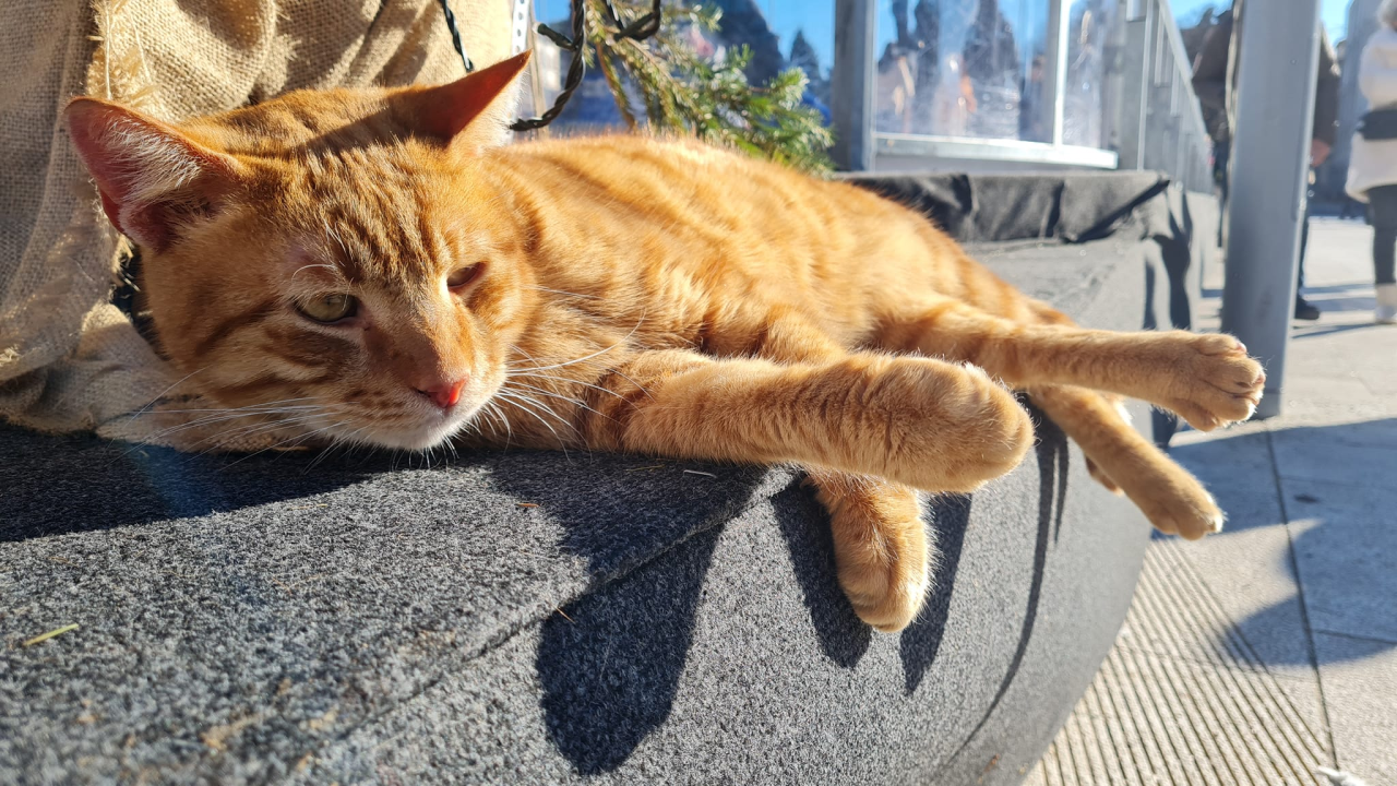 Jeste li primijetili slovo M na čelu? Pet razloga zašto su narančaste mace toliko posebne