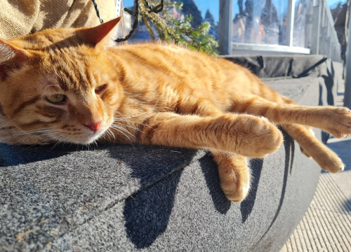Jeste li primijetili slovo M na čelu? Pet razloga zašto su narančaste mace toliko posebne