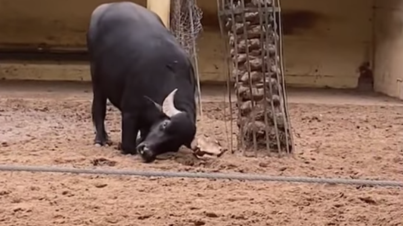 Kad se kornjača okrene na leđa, a nema ljudi, pomogne joj bivol!