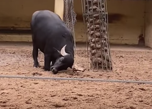 Kad se kornjača okrene na leđa, a nema ljudi, pomogne joj bivol!