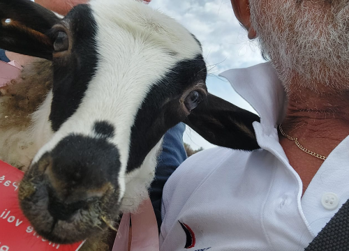 U Šibeniku spašen jedan janjeći život: 'To je poklon za bivšu janjocidnu osobu koja je danas janjofil'