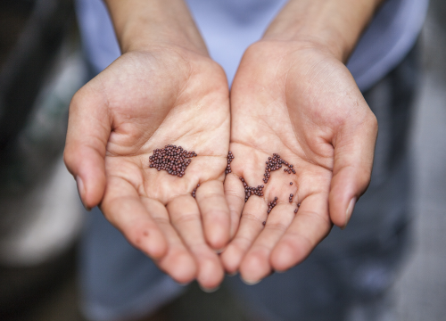 U Drnišu razmjena sjemena