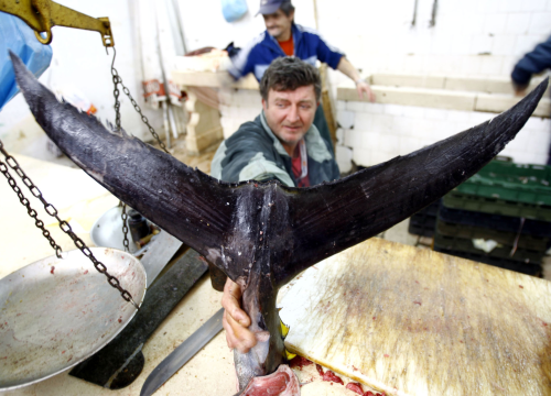 Počinje 'Tuna fever' u Rogoznici