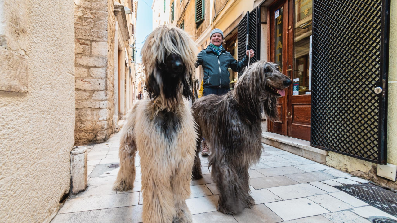Osam razloga zbog kojih je dobro imati psa