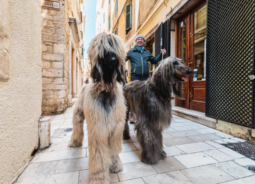 Osam razloga zbog kojih je dobro imati psa