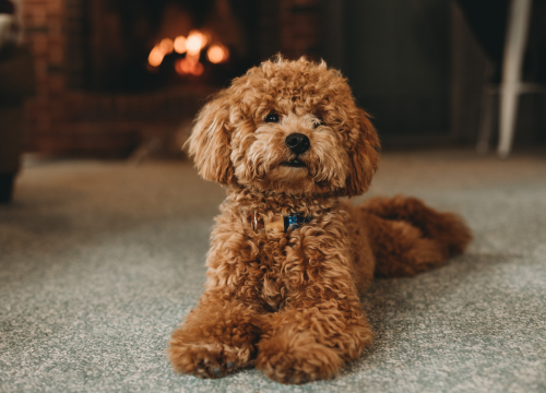 Deset pasmina koje je najlakše trenirati