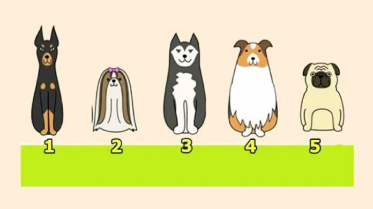 Izaberite psa i doznajte što vam je važno u životu