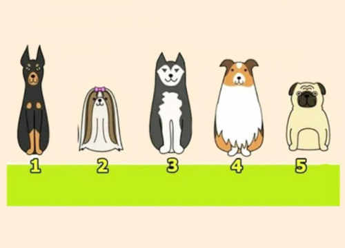 Izaberite psa i doznajte što vam je važno u životu