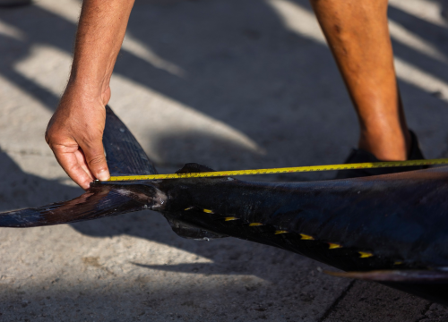 Fotografija 19 - Posjetite besplatnu radionicu o zaštiti ribe i očuvanju ribljeg fonda u Jezerima!