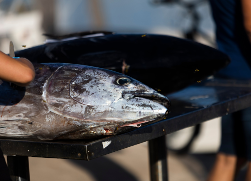 Fotografija 20 - Posjetite besplatnu radionicu o zaštiti ribe i očuvanju ribljeg fonda u Jezerima!