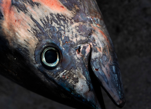 Fotografija 21 - Posjetite besplatnu radionicu o zaštiti ribe i očuvanju ribljeg fonda u Jezerima!