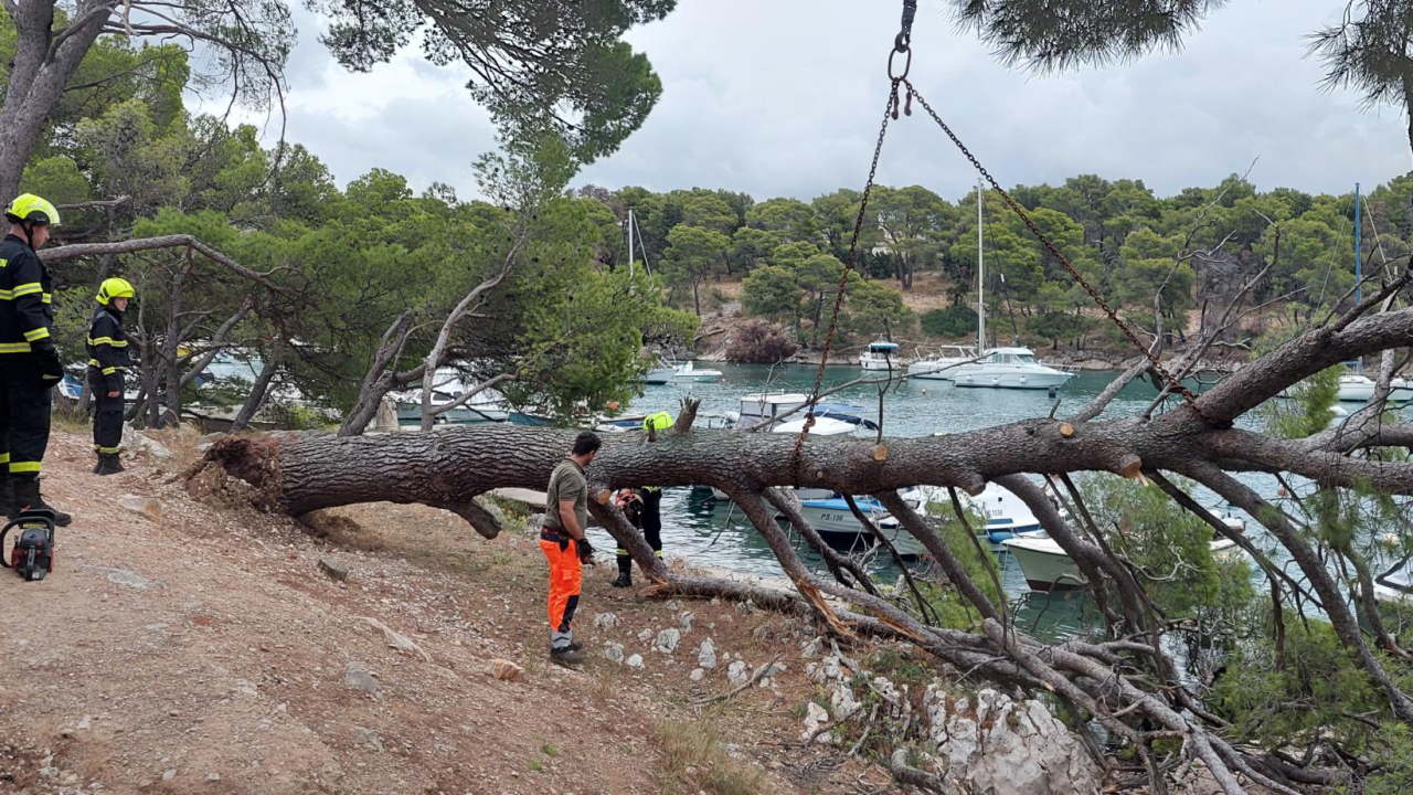 Sve je prošlo lišo: Srušio se stari bor na Poratu u Primoštenu