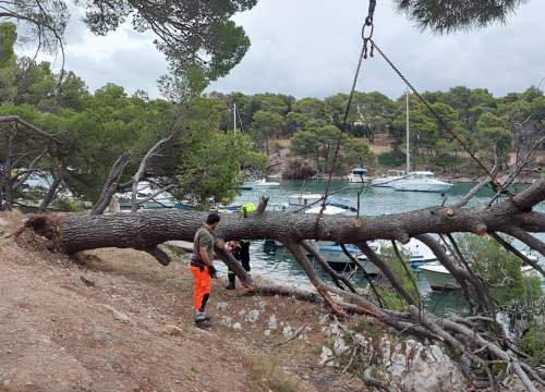 Sve je prošlo lišo: Srušio se stari bor na Poratu u Primoštenu