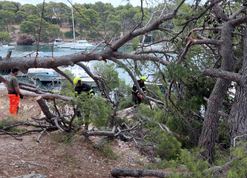 Fotografija 3 - Sve je prošlo lišo: Srušio se stari bor na Poratu u Primoštenu