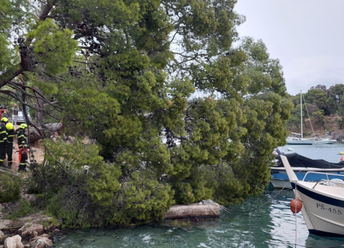 Fotografija 4 - Sve je prošlo lišo: Srušio se stari bor na Poratu u Primoštenu