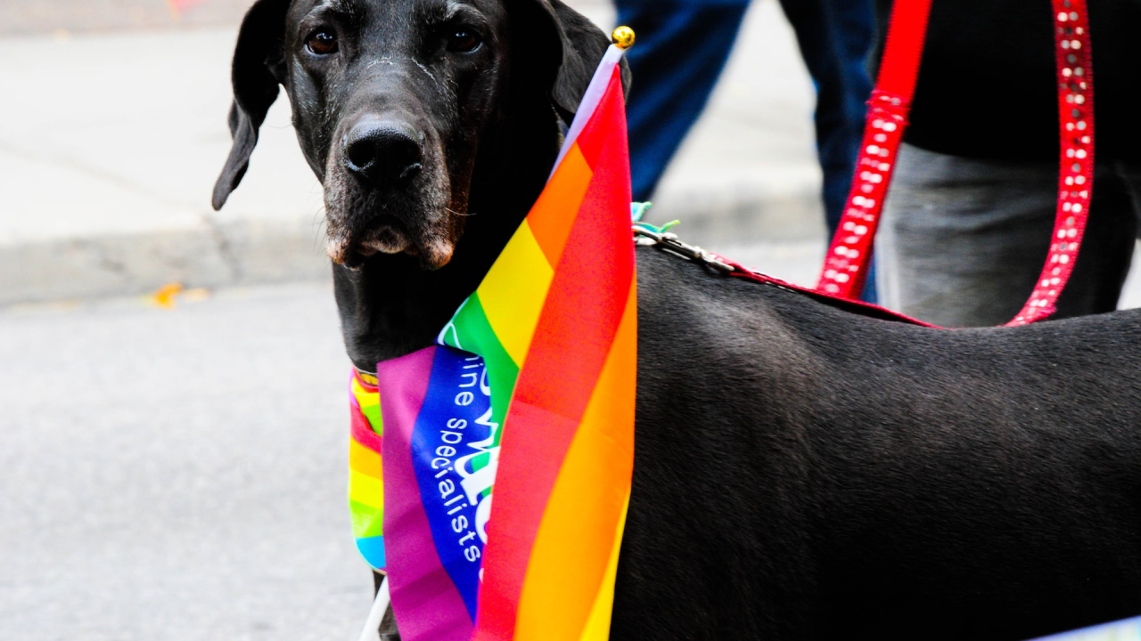 Pet pasmina koje izgledaju strašno, a zapravo su prave maze