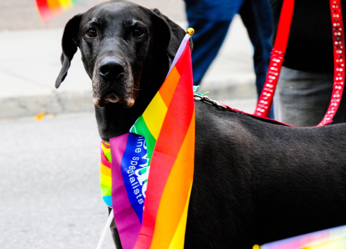 Pet pasmina koje izgledaju strašno, a zapravo su prave maze