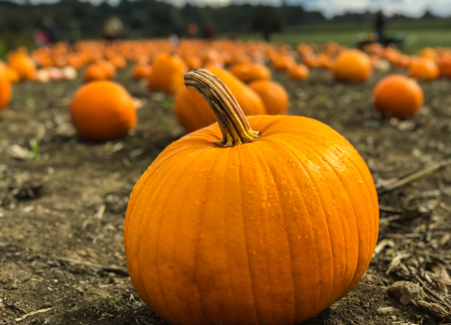 Cheesecake s bundevom: Recept za kremasto savršenstvo koje miriše na jesen