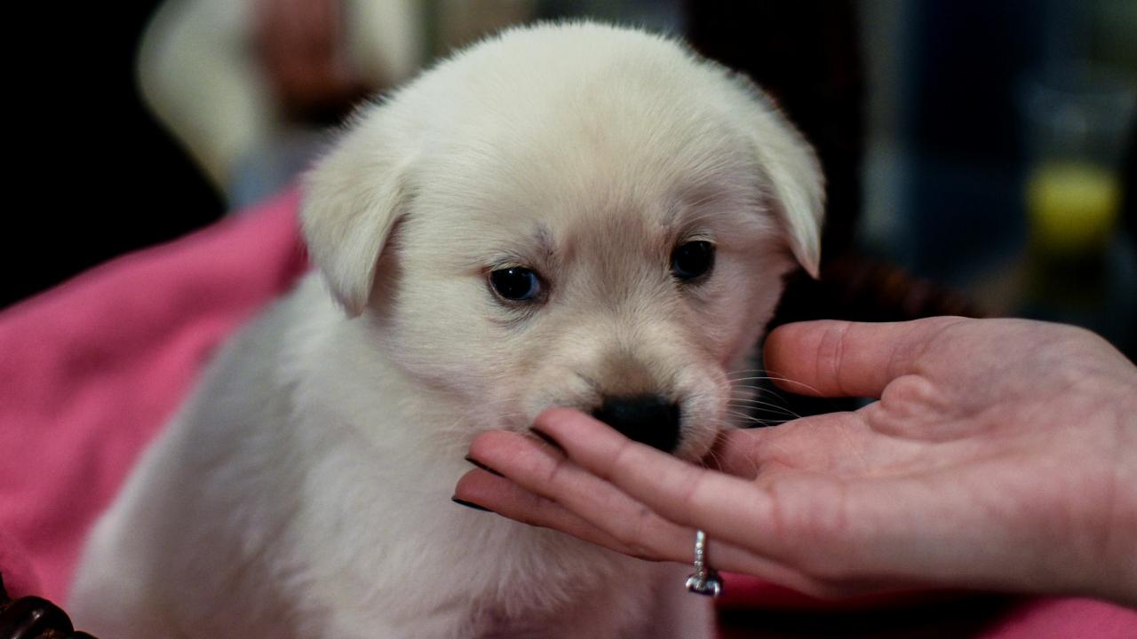 Zašto obavezno morate pomaziti svog psa prije nego ga ostavite samog kod kuće?