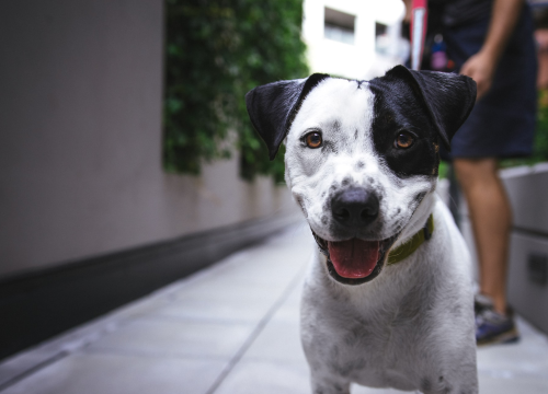Razvedeni supružnici dobili zajedničku skrb za dva psa i pravo na posjete