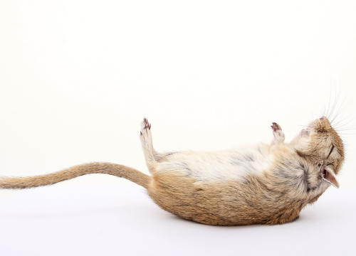 Od utorka deratizacija na području Rogoznice, mamci će biti crvene boje