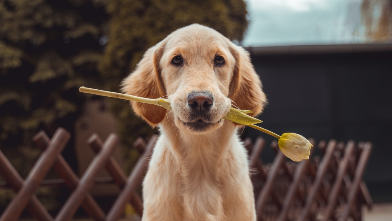 Sedam pasmina pasa koje baš vole mace i mogu biti najbolji prijatelji
