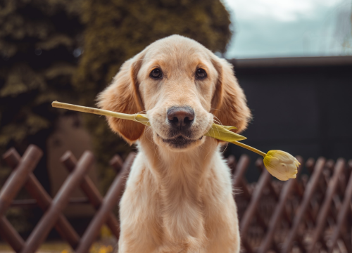 Sedam pasmina pasa koje baš vole mace i mogu biti najbolji prijatelji