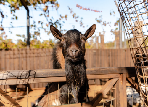 Fotografija 4 - Suzana je učionicu zamijenila farmom u Dubravi: 'Kriza ima, ali svoju odluku nikada nisam požalila'