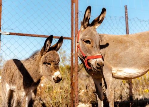 Fotografija 8 - Suzana je učionicu zamijenila farmom u Dubravi: 'Kriza ima, ali svoju odluku nikada nisam požalila'