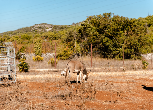 Fotografija 10 - Suzana je učionicu zamijenila farmom u Dubravi: 'Kriza ima, ali svoju odluku nikada nisam požalila'
