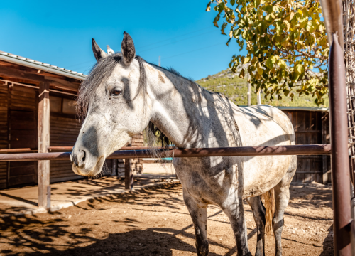 Fotografija 11 - Suzana je učionicu zamijenila farmom u Dubravi: 'Kriza ima, ali svoju odluku nikada nisam požalila'