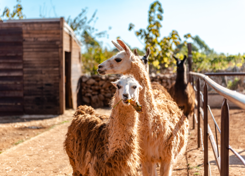 Fotografija 12 - Suzana je učionicu zamijenila farmom u Dubravi: 'Kriza ima, ali svoju odluku nikada nisam požalila'