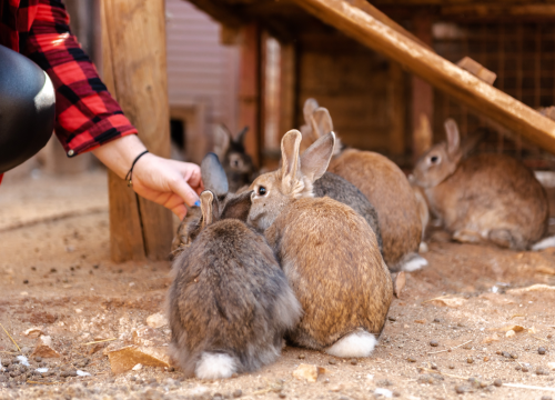 Fotografija 15 - Suzana je učionicu zamijenila farmom u Dubravi: 'Kriza ima, ali svoju odluku nikada nisam požalila'