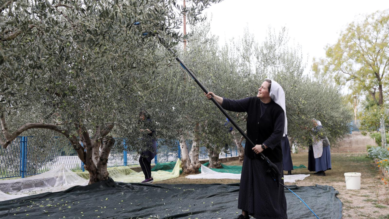 Šibenske časne zajedno s prijateljima beru masline u svojem malom masliniku