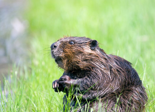 Tvoja duhovna životinja na temelju horoskopskog znaka