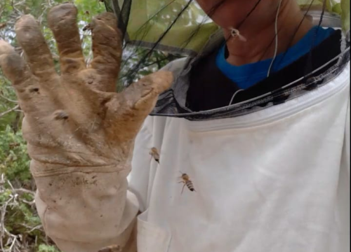 Fotografija 2 - Doda Pčelarica je, s puno ljubavi i volje, napravila malo pčelinje carstvo: Ispričala nam je sve o pčelama, medu, propolisu, peludu…