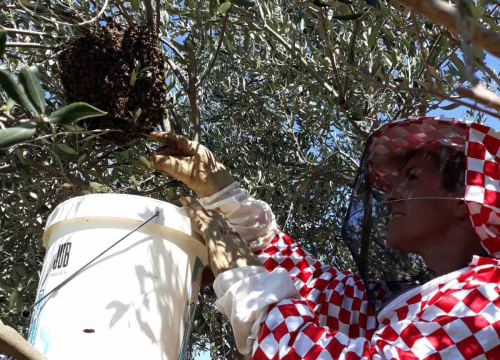 Fotografija 7 - Doda Pčelarica je, s puno ljubavi i volje, napravila malo pčelinje carstvo: Ispričala nam je sve o pčelama, medu, propolisu, peludu…