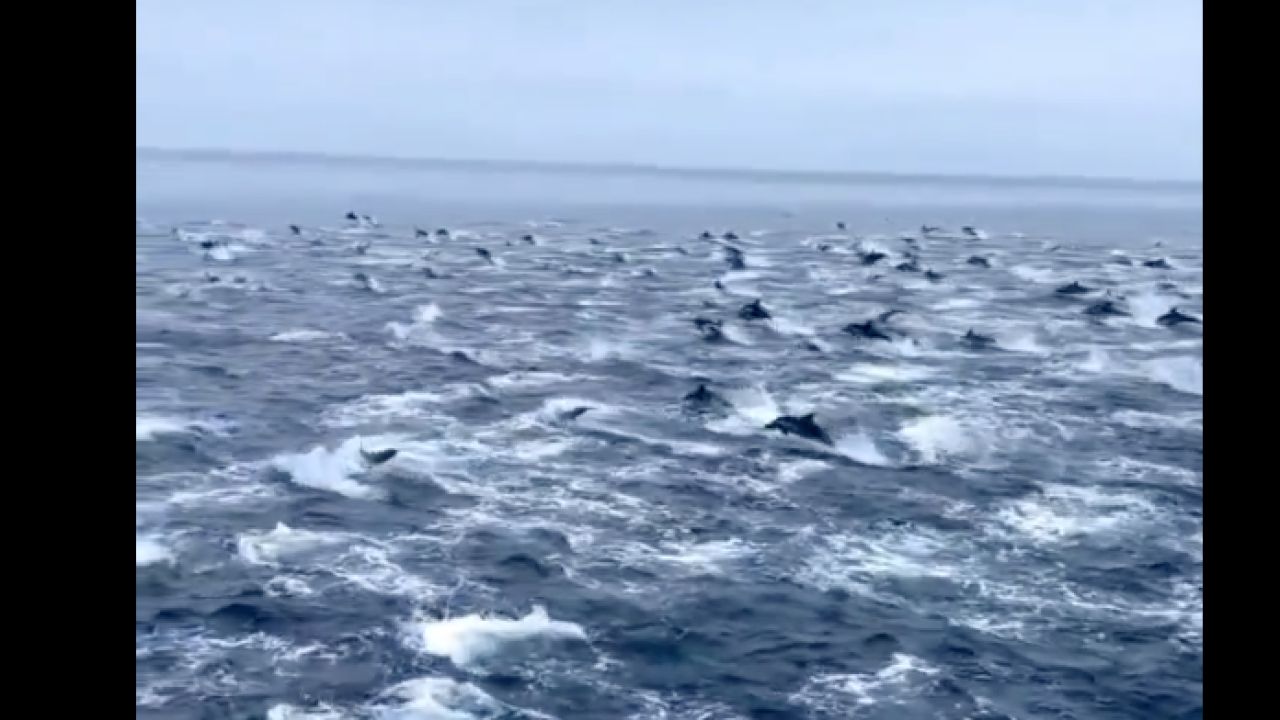 Fascinantna snimka 'stampeda' dupina kod San Diega