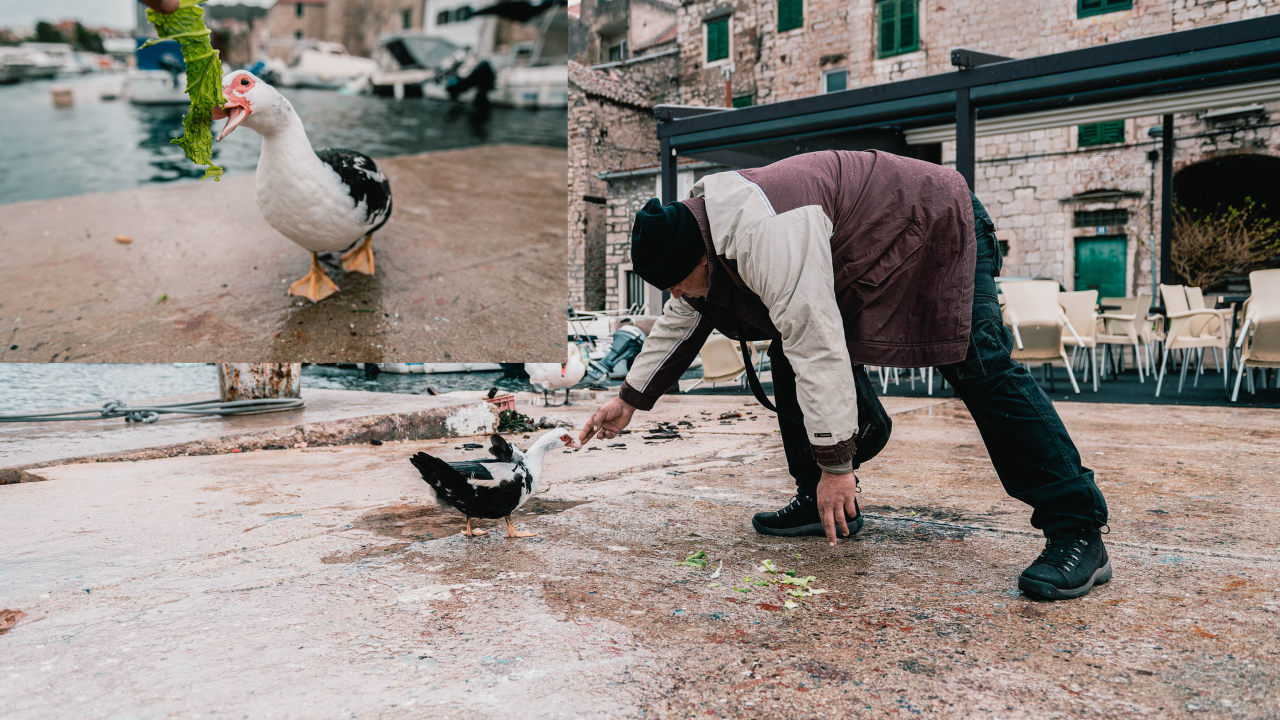 Patak Mile je dolački mezimac, labudovi nisu dobrodošli: ‘Posla bi ih kod britanske kraljice’