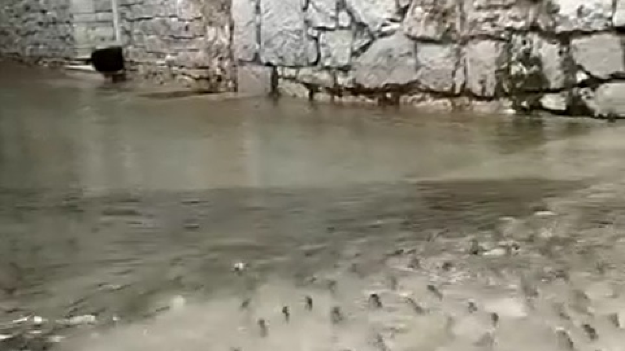 Vesela strana poplava po županiji: Jato ribica na ulicama Murtera