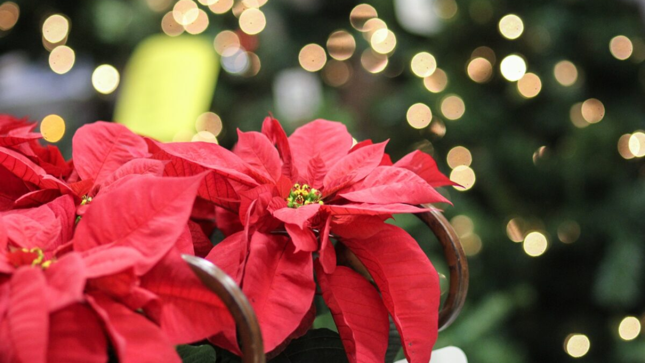 Je li omiljena božićna zvijezda stvarno otrovna?