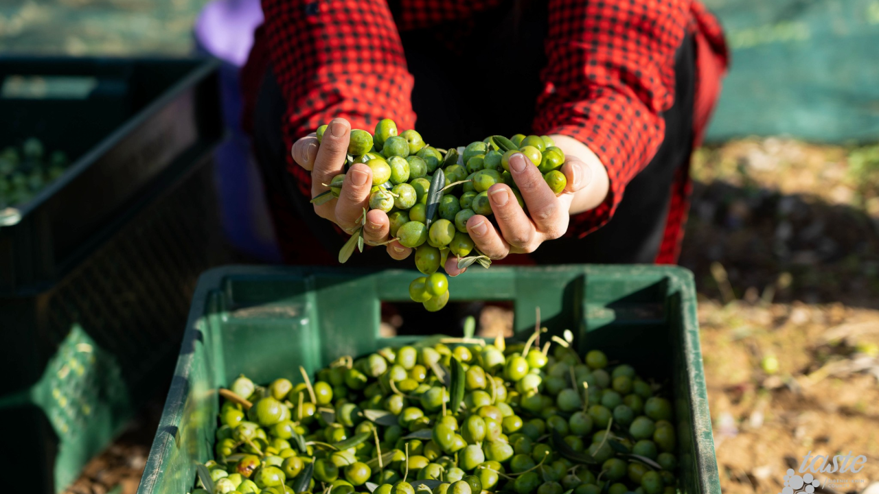 Ne propustite manifestaciju Taste Extra Vergine idući utorak u ABC-u Šibenik!